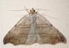 Laspeyria flexula